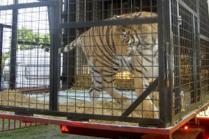 Circus Tiger (Photo: Born Free Foundation)