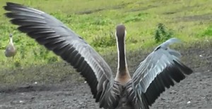 Pinioned goose (Photo: CAPS)