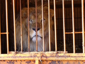 Circus lion (Photo: Born Free Foundation)