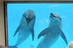 dolphinaria