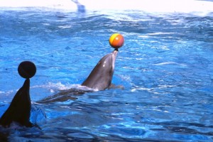 Captive dolphins (Photo: Born Free Foundation)