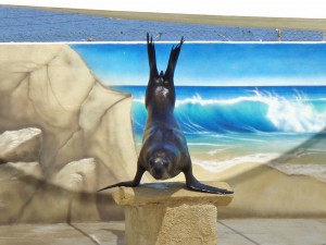 Performing Sea Lion in Malta (Photo: Born Free Foundation)