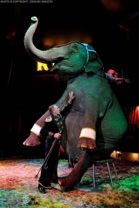 Circus elephant (Photo: Dirkjan Ranzijn)