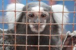 Marmoset (Photo: M. Dooley)