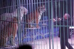 Malaga outlaws animals in circuses (photo: La Opinion de Malaga)