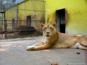 Lions in Bulgarian zoo (Photo: Born Free Foundation)