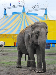 Circus Elephant, the Netherlands (Photo: S. Dubus)