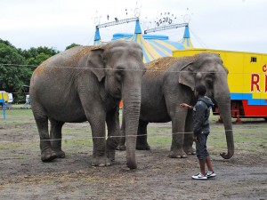 Elephants, Circus Rentz, Holland (Photo: S Dubus)