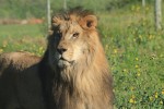 Both lions arrived safely at Shamwari Game Reserve (Photo: the Born Free Foundation)