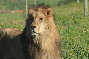 Both lions arrived safely at Shamwari Game Reserve (Photo: The Born Free Foundation)