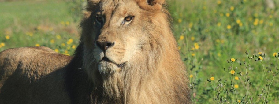 Both lions arrived safely at Shamwari Game Reserve (Photo: the Born Free Foundation)