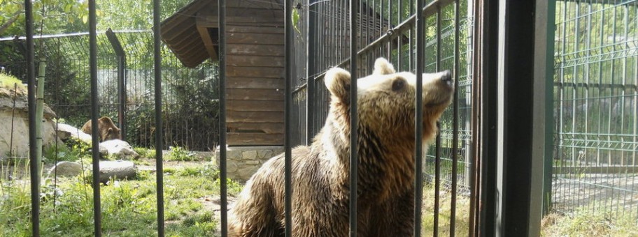 Brown bears Mimo and Aran, will be going to the Libearty Bear Sanctuary (Photo: FAADA)