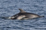 Dolphins (Photo: Joan Gonzalvo, Tethys Research)