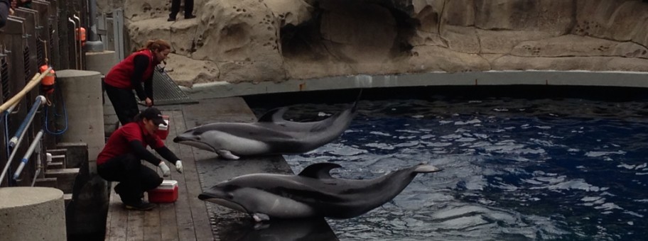 Vancouver Aquarium dolphins