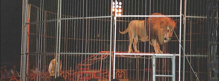 Lion in Circus, Spain