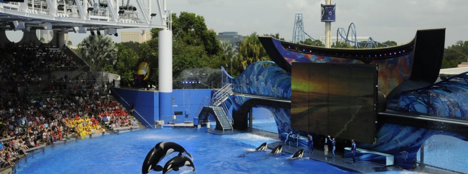 Captive orca at SeaWorld