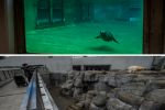 Sealion at Aalborg zoo and polar bear at Copenhagen zoo Denmark