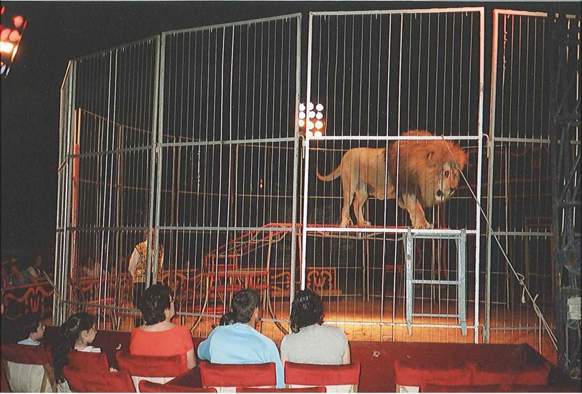 Use of wild animals in circuses