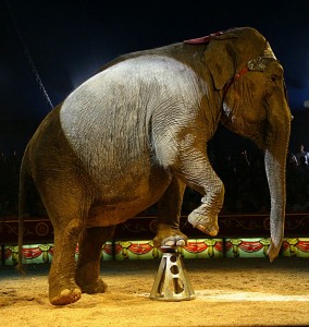 Performing Elephant in Cyprus (Photo: Leonid Mamchenkov) 