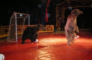 Performing bears in Spanish circus (Photo: Born Free Foundation)