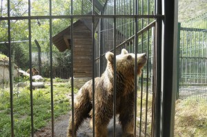 Brown bears Mimo and Aran, will be going to the Libearty Bear Sanctuary (Photo: FAADA)