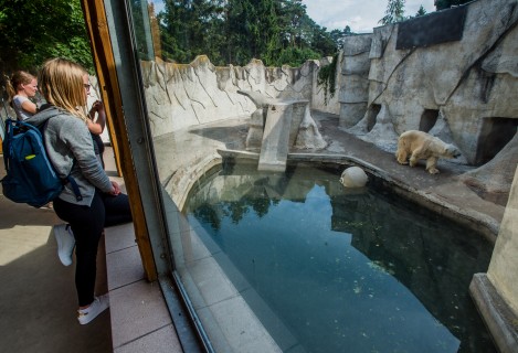 Captive polar bear at Riga Zoo Latvia