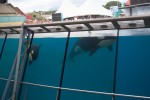 orcas at Marineland Antibes in France