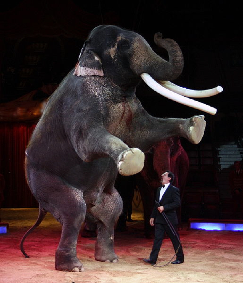 Animals in circuses » ENDCAP
