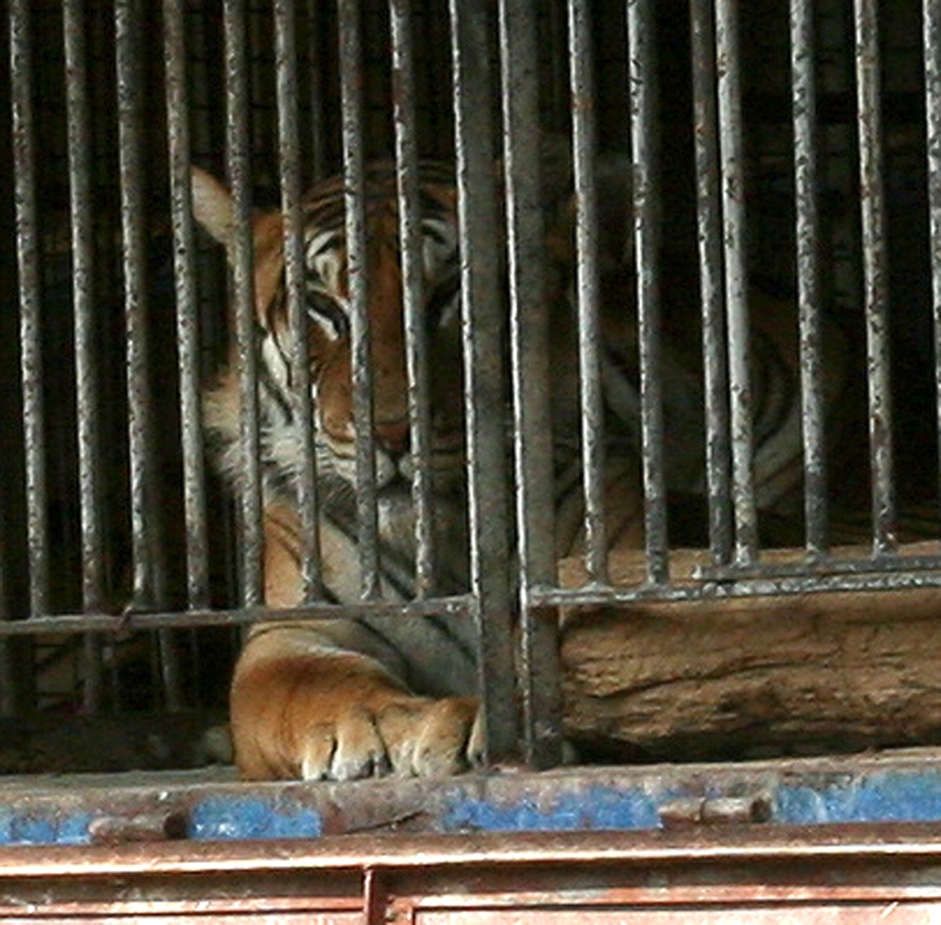 Performing Animals » ENDCAP